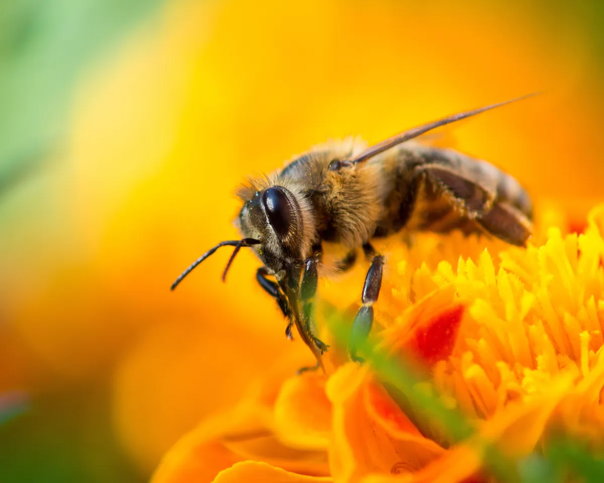 A honeybee at work